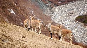 Hunting Place in Nepal