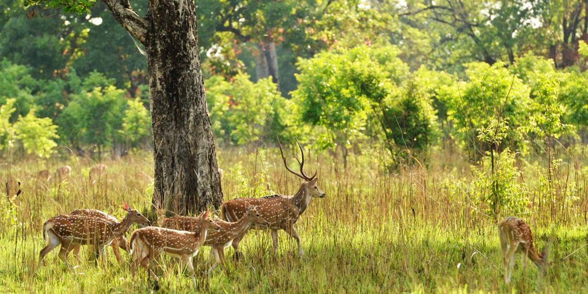 Bardiya Jungle Safari