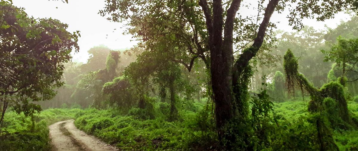 Chitwan Jungle Safari