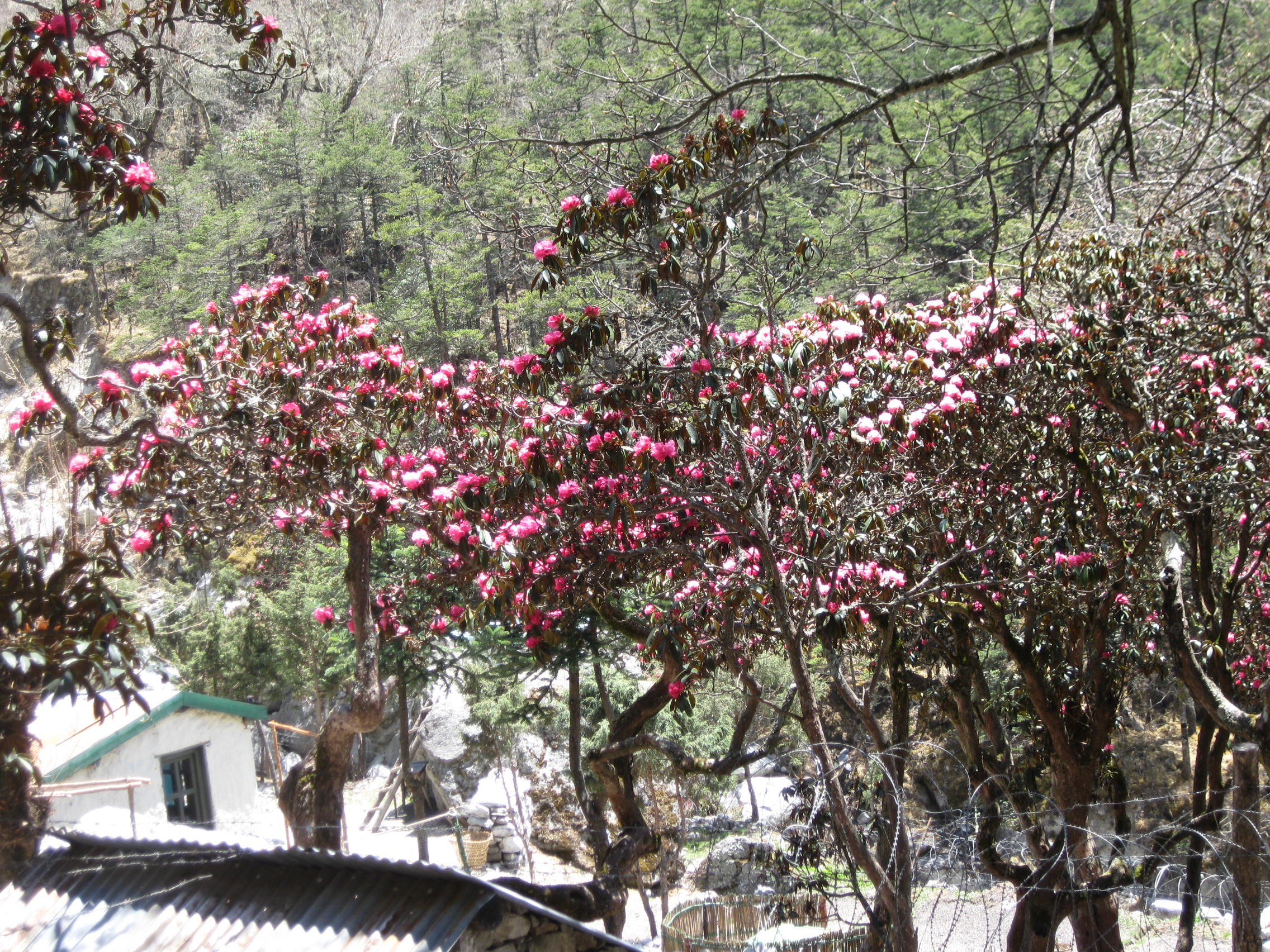 Classic Helambu Trek