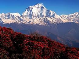 Ghorepani Poon Hill Trek